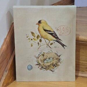 Beautiful Goldfinch canvas 11 x 14"